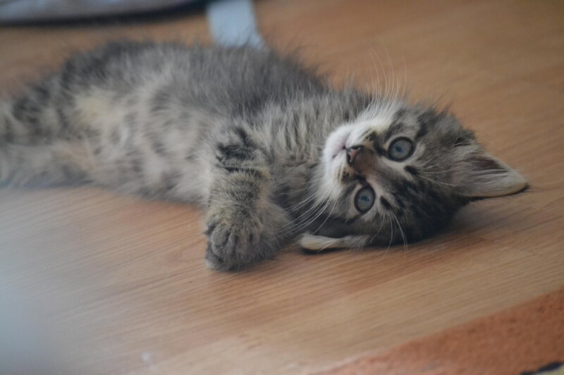 Tabby Kitten Lying Down — Gray, Calm, Photograph, Floor