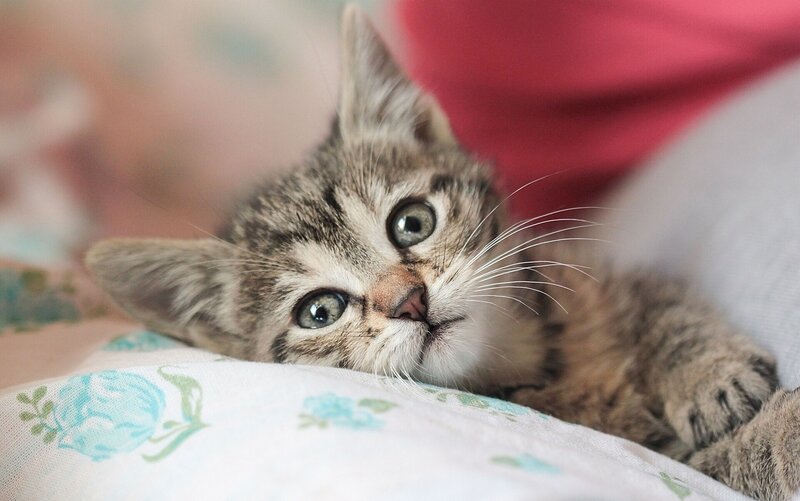 Tabby Kitten Lying Down — Gray, Calm, Photograph, Pillow