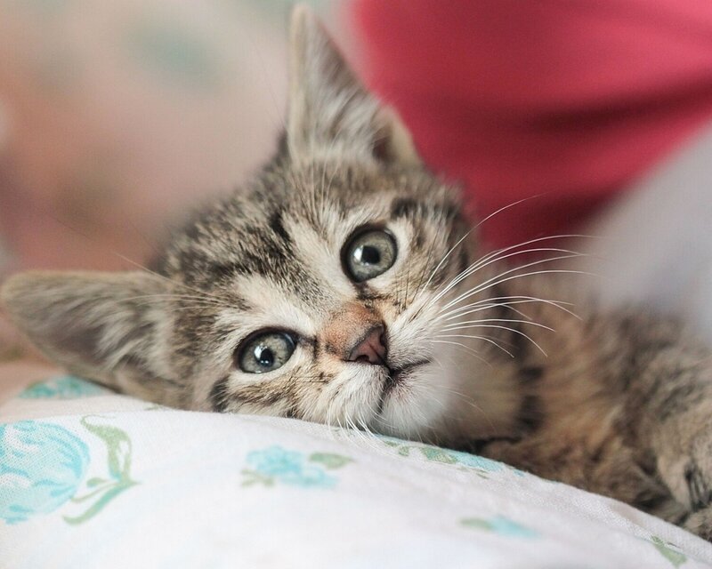 Tabby Kitten Lying Down — Gray, Calm, Photograph, Pillow, Whiskers