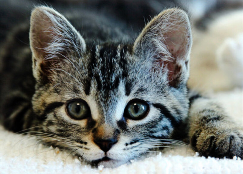 Tabby Kitten Lying Down — Gray, Calm, Photograph