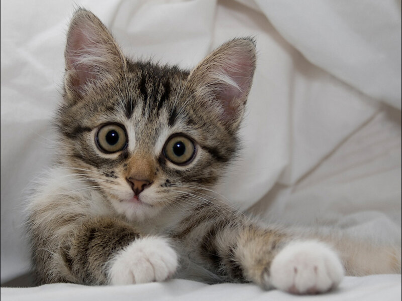 Tabby Kitten Lying Down — Gray, Calm, Photograph, White Blanket