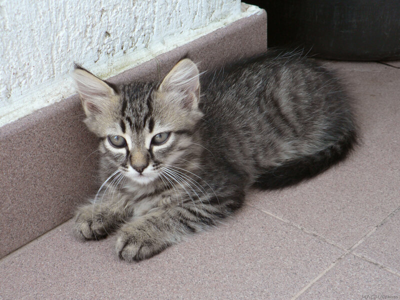 Tabby Kitten Lying Down — Gray, Calm