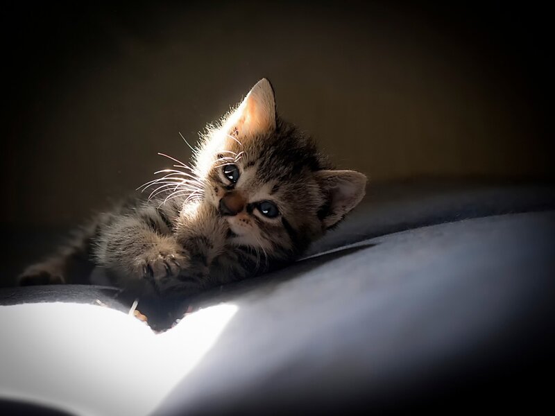 Tabby Kitten Lying Down — Gray, Dramatic