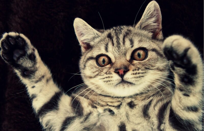 Tabby Kitten Lying Down — Gray, Playful, Photograph, Paws