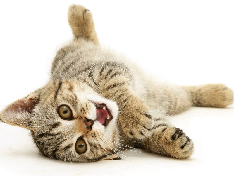 Tabby Kitten Lying Down — Gray, Playful, Photograph, White Background