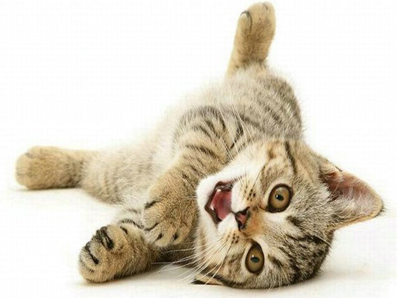 Tabby Kitten Lying Down — Gray, Playful