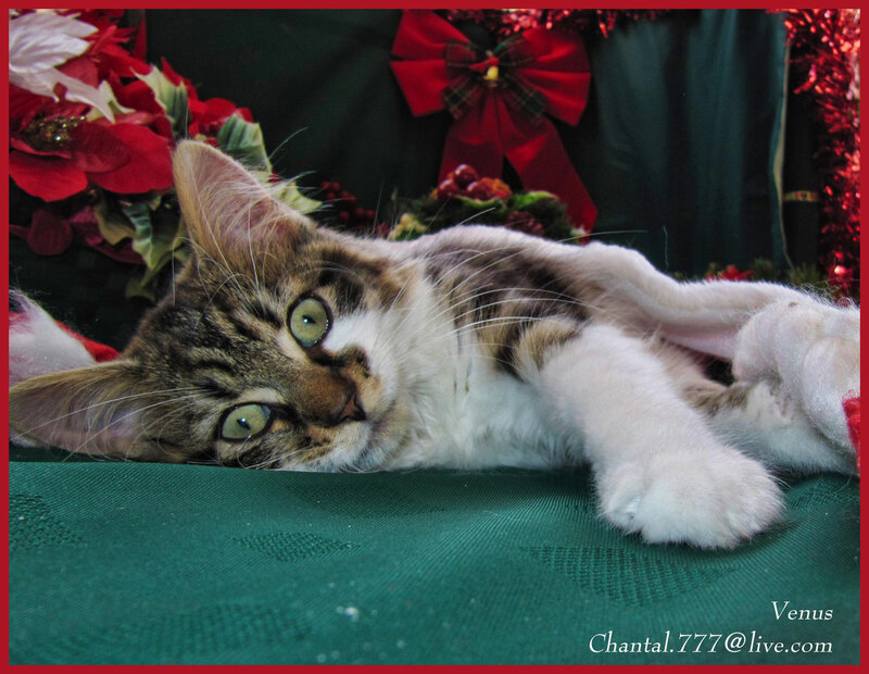 Tabby Kitten Lying Down — Green