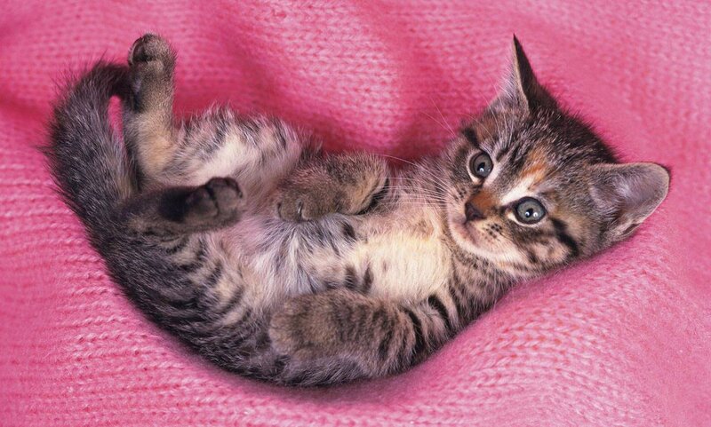 Tabby Kitten Lying Down — Pink, Calm, Photograph