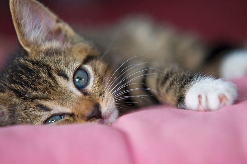 Tabby Kitten Lying Down — Pink, Calm