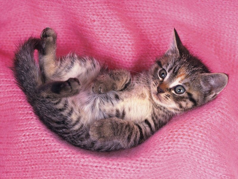 Tabby Kitten Lying Down — Pink
