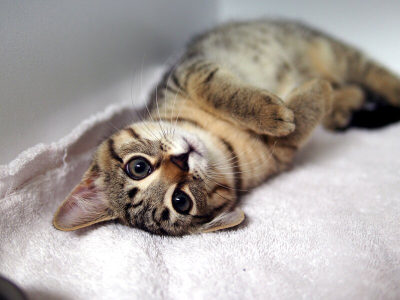 Tabby Kitten Lying Down — White, Calm, Photograph, Blanket