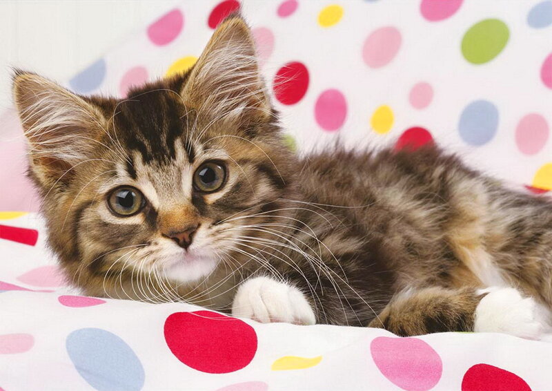 Tabby Kitten Lying Down — White, Calm, Photograph, Polka Dots