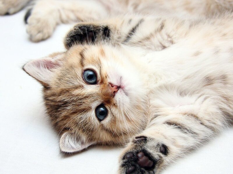 Tabby Kitten Lying Down — White, Calm