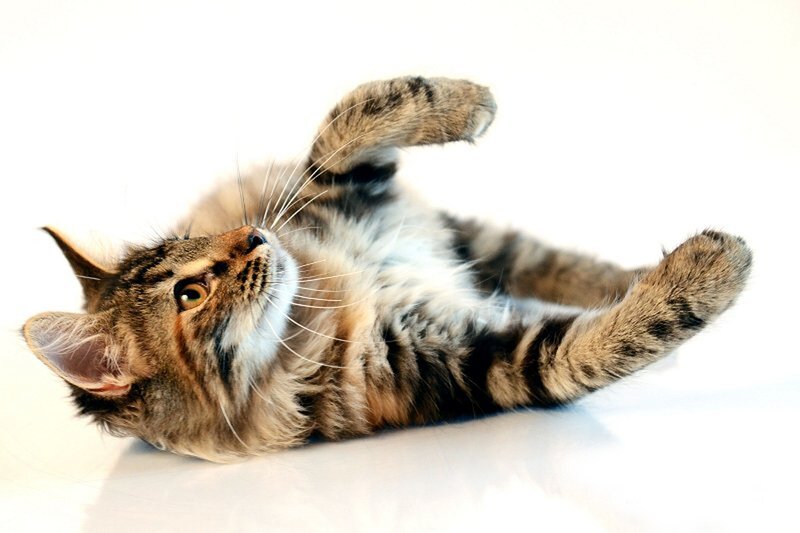 Tabby Kitten Lying Down — White, Playful