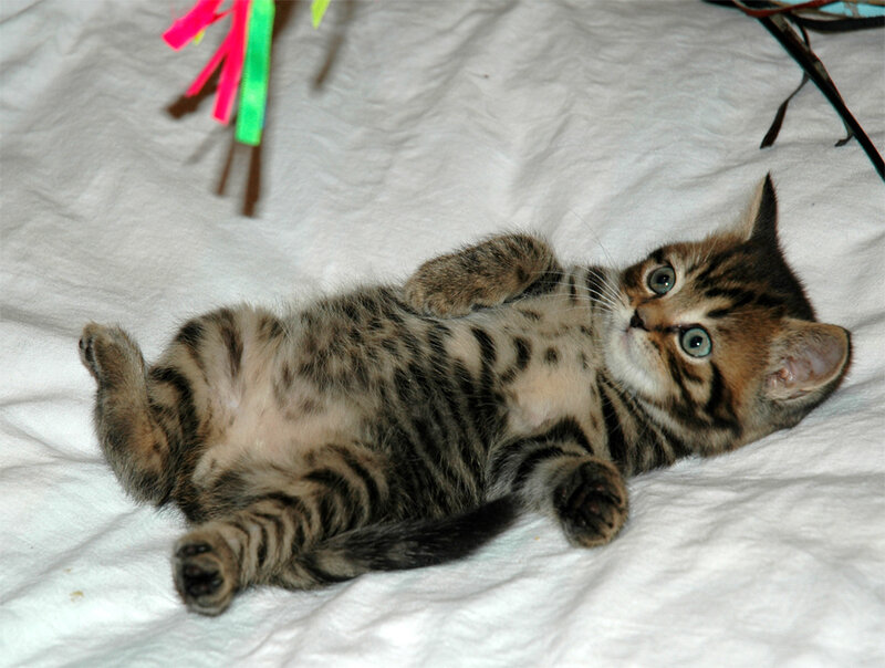 Tabby Kitten Lying Down — White