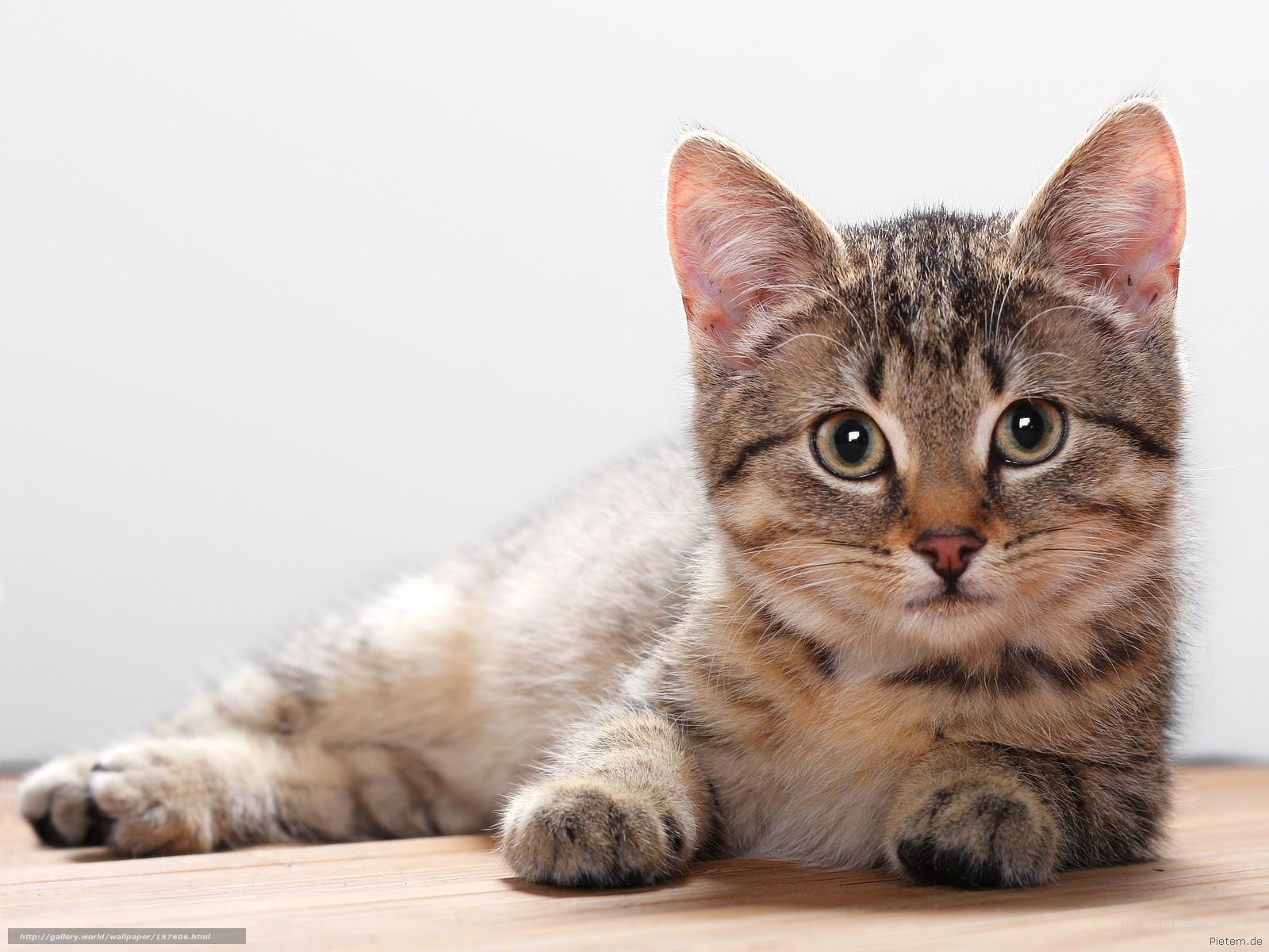 tabby kitten lying down