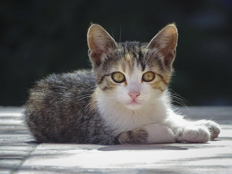 Tabby Kitten Lying — Gray, Calm, Afternoon