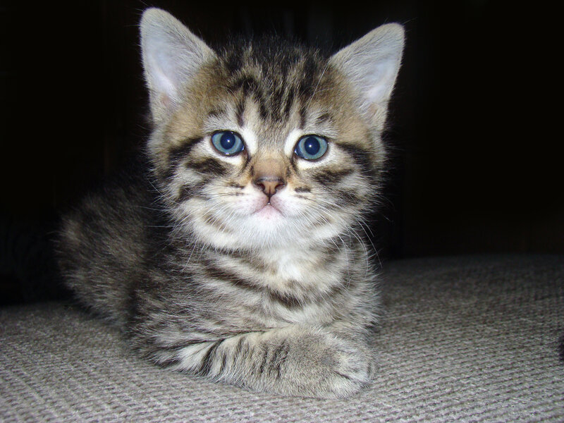 Tabby Kitten Lying — Gray, Calm, Photograph