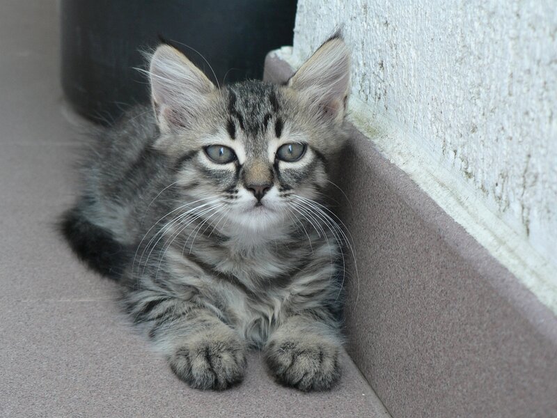 Tabby Kitten Lying — Gray, Calm, Photograph, Wall, Floor