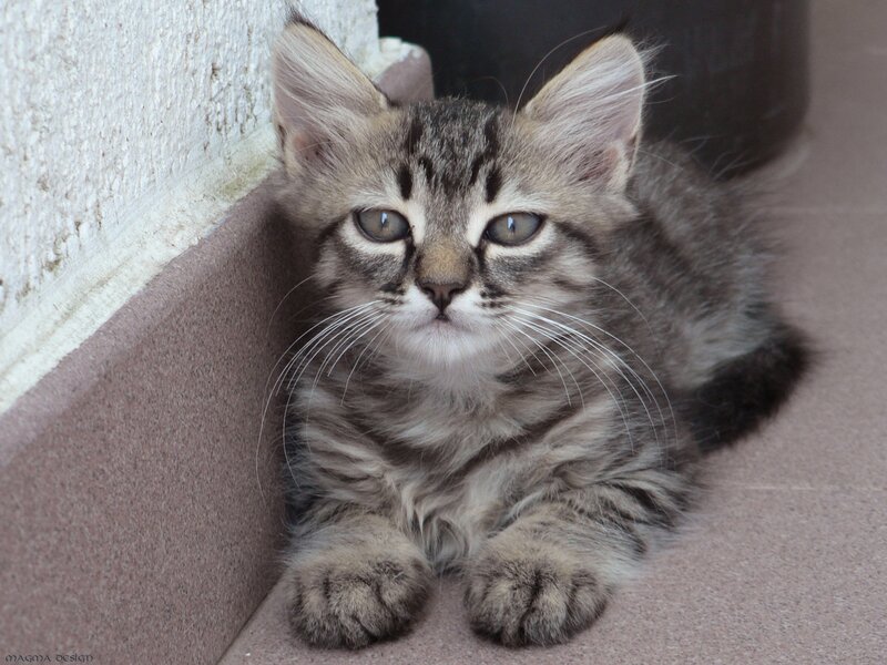 Tabby Kitten Lying — Gray, Calm, Photograph, Wall