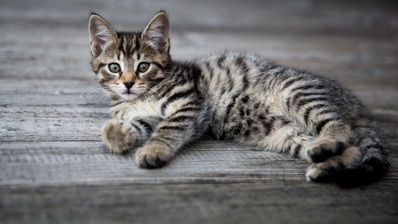 Tabby Kitten Lying — Gray, Calm