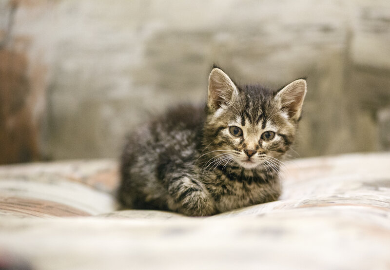 Tabby Kitten Lying — Gray