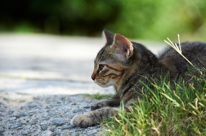 Tabby Kitten Lying — Green