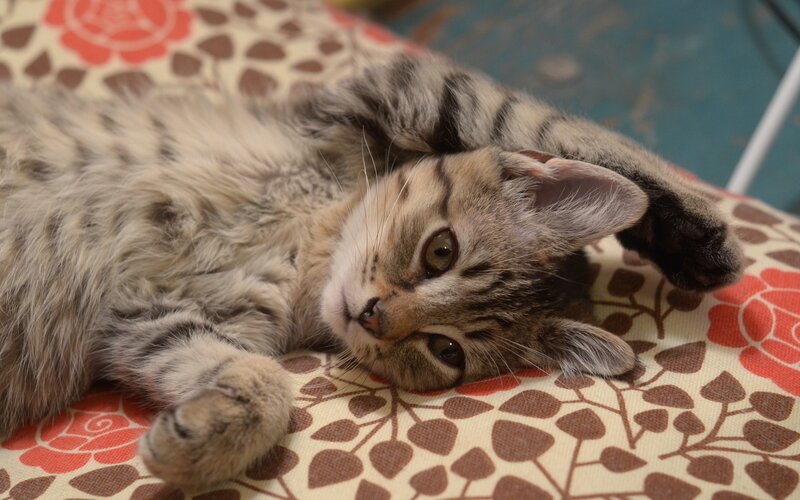 tabby kitten lying on back