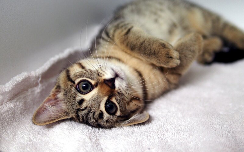 tabby kitten lying on back