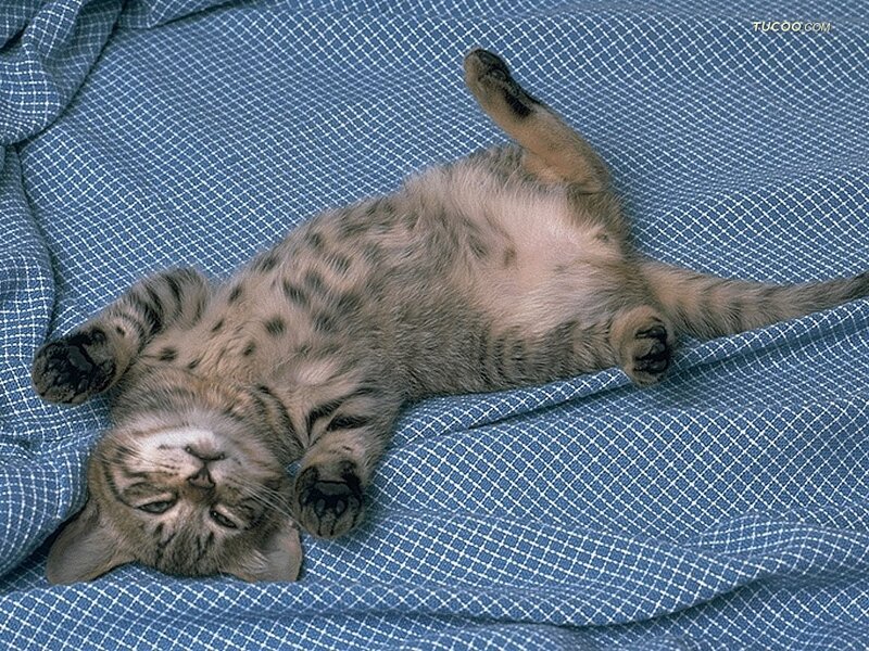 Tabby Kitten Lying on Back — Blue