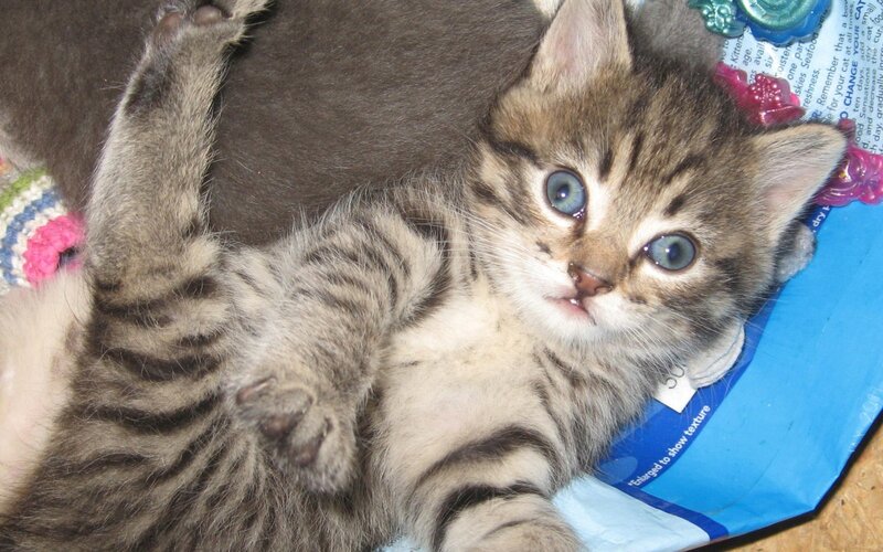 Tabby Kitten Lying on Back — Brown