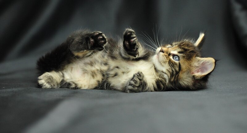 Tabby Kitten Lying on Back — Gray, Playful, Photograph, Paws