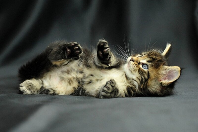 Tabby Kitten Lying on Back — Gray, Playful, Photograph, Paws, Whiskers, Blue Eyes