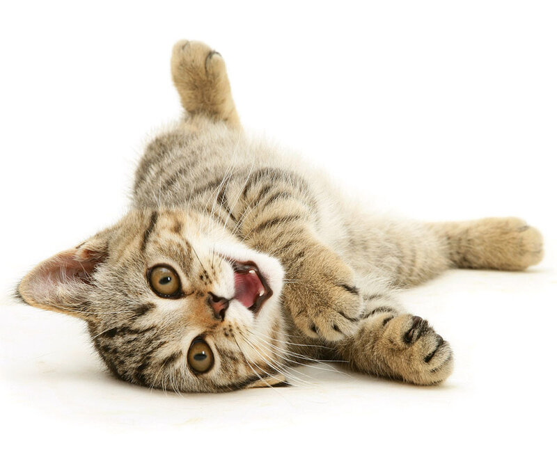 Tabby Kitten Lying on Back — Gray