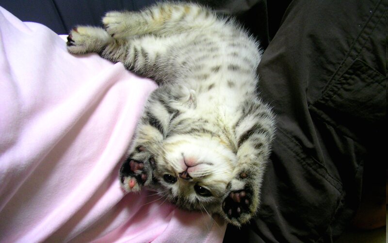 Tabby Kitten Lying on Back — White, Playful