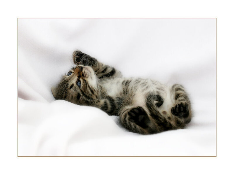 Tabby Kitten Lying on Back — White