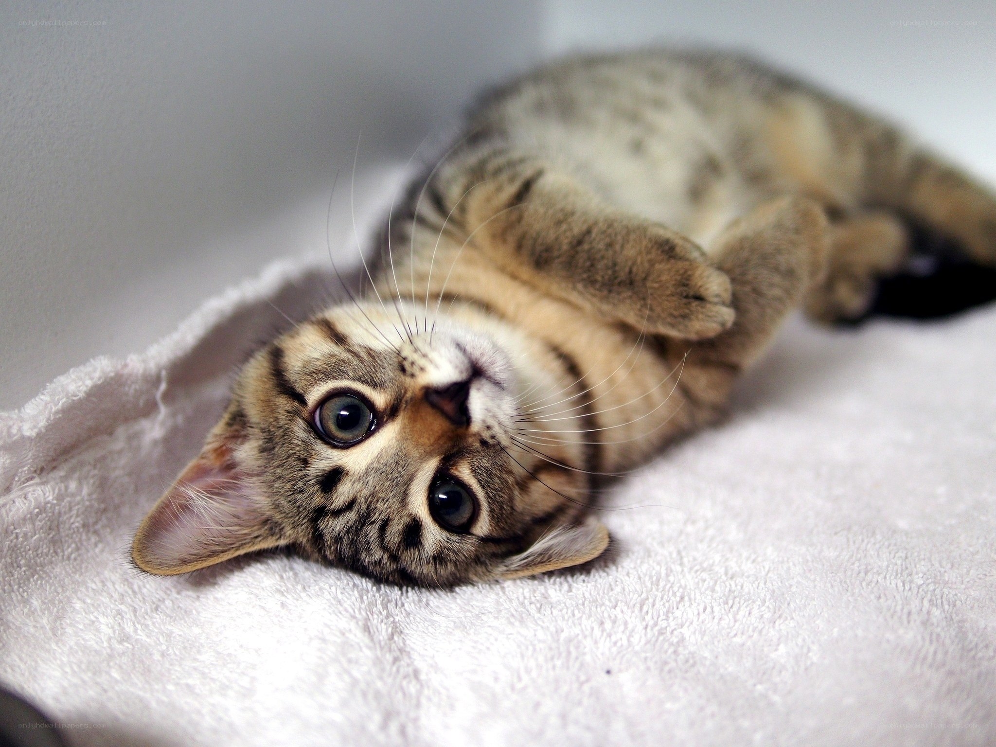 tabby kitten lying on back