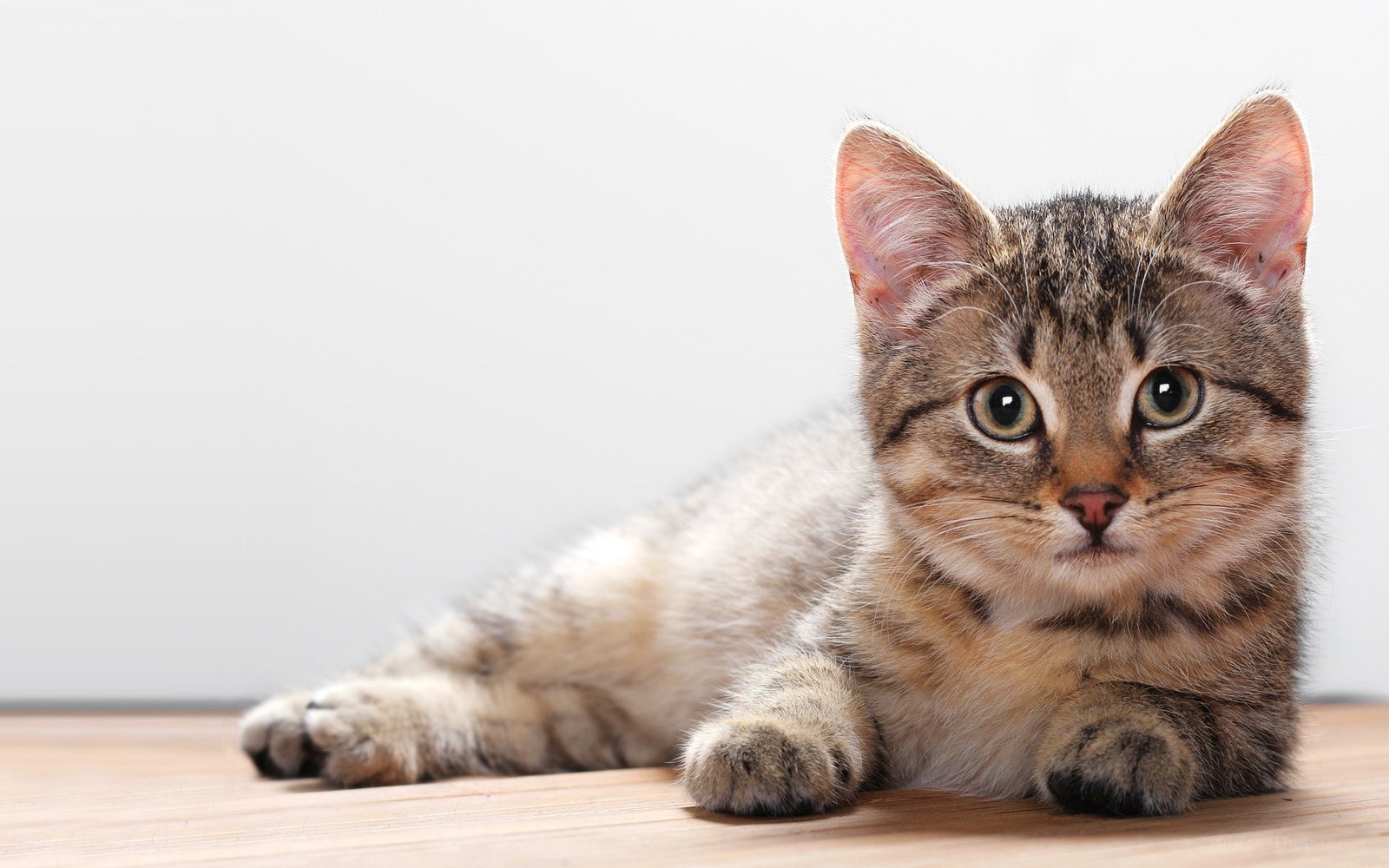 tabby kitten lying on floor