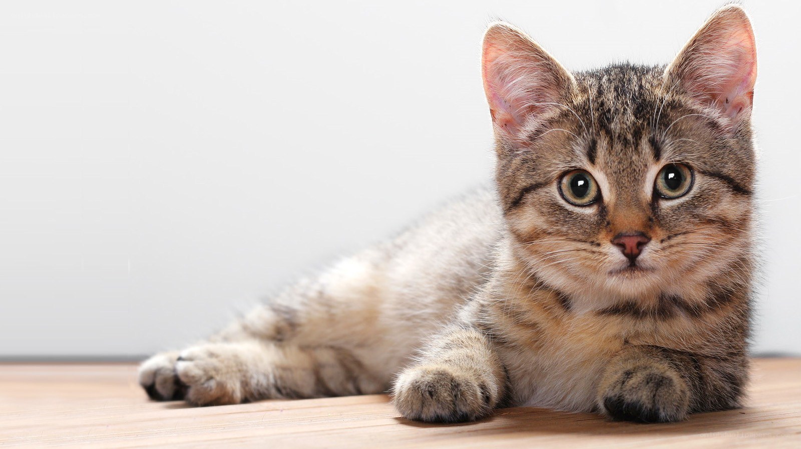 tabby kitten lying on floor