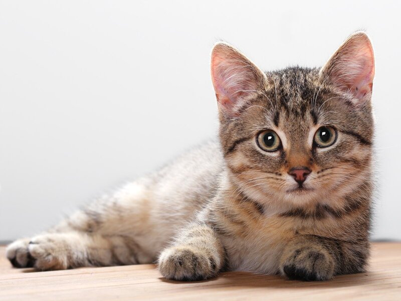 tabby kitten lying on floor