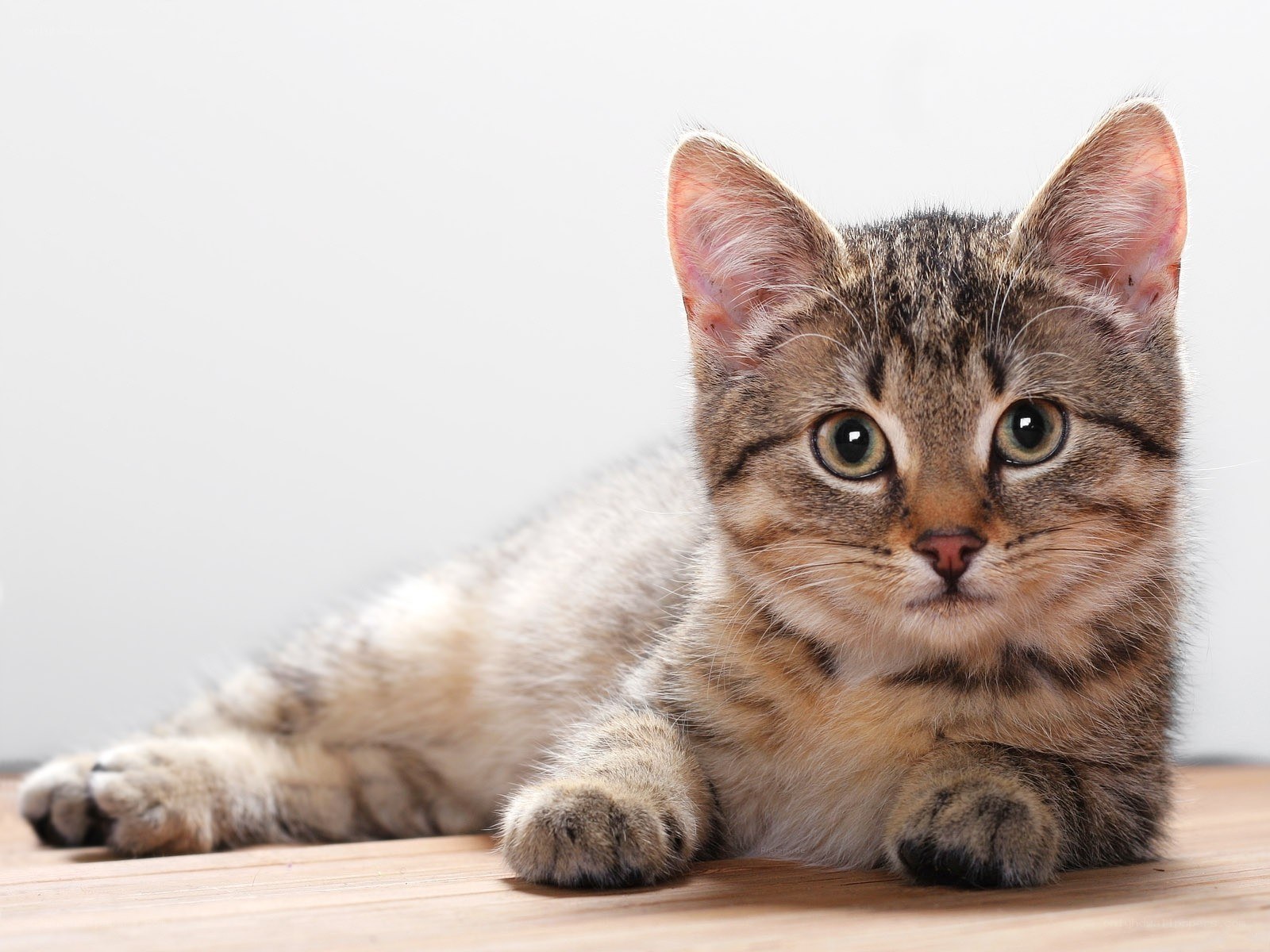 tabby kitten lying on floor