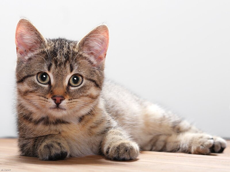 tabby kitten lying on floor