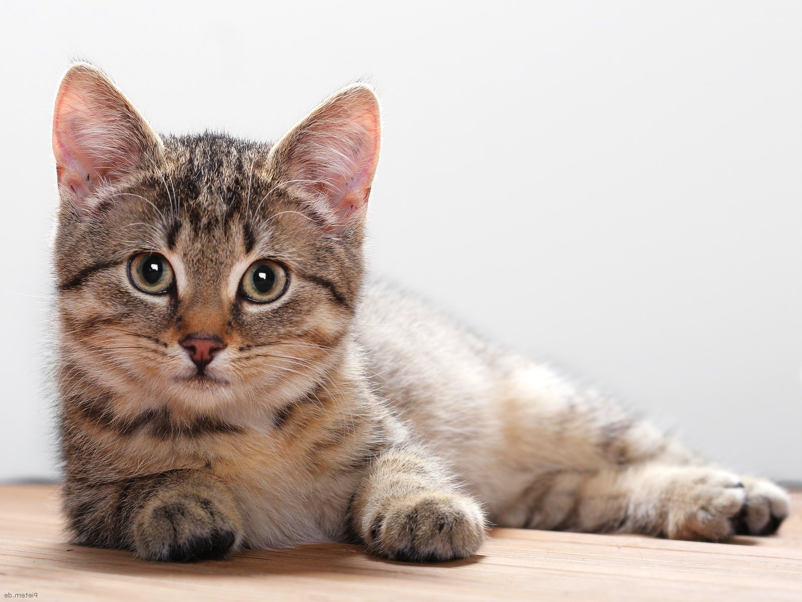tabby kitten lying on floor