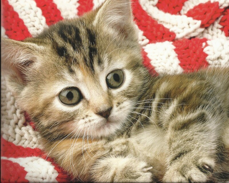 Tabby Kitten Lying — Red