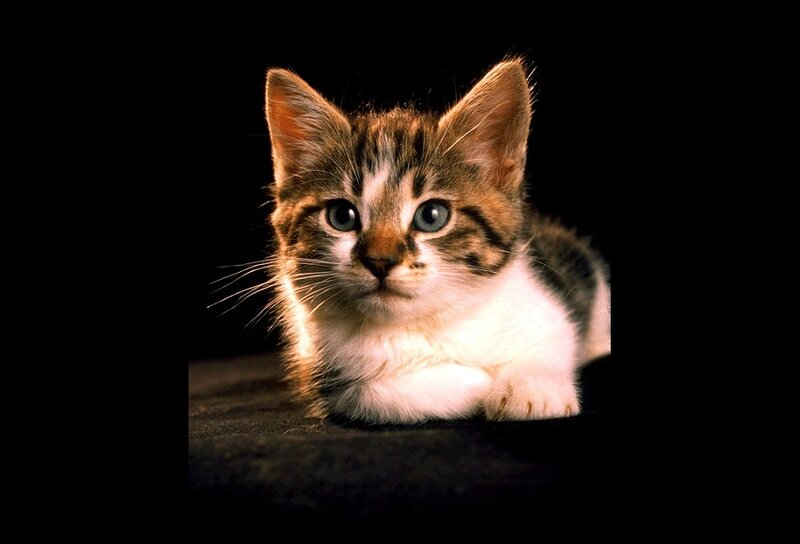 Tabby Kitten Lying