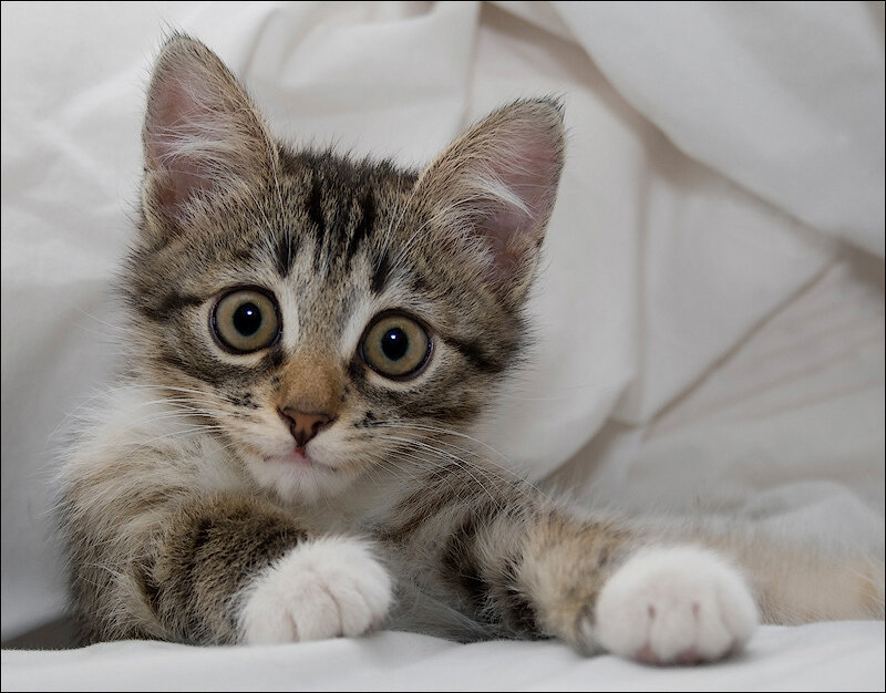 Tabby Kitten Lying — White, Calm
