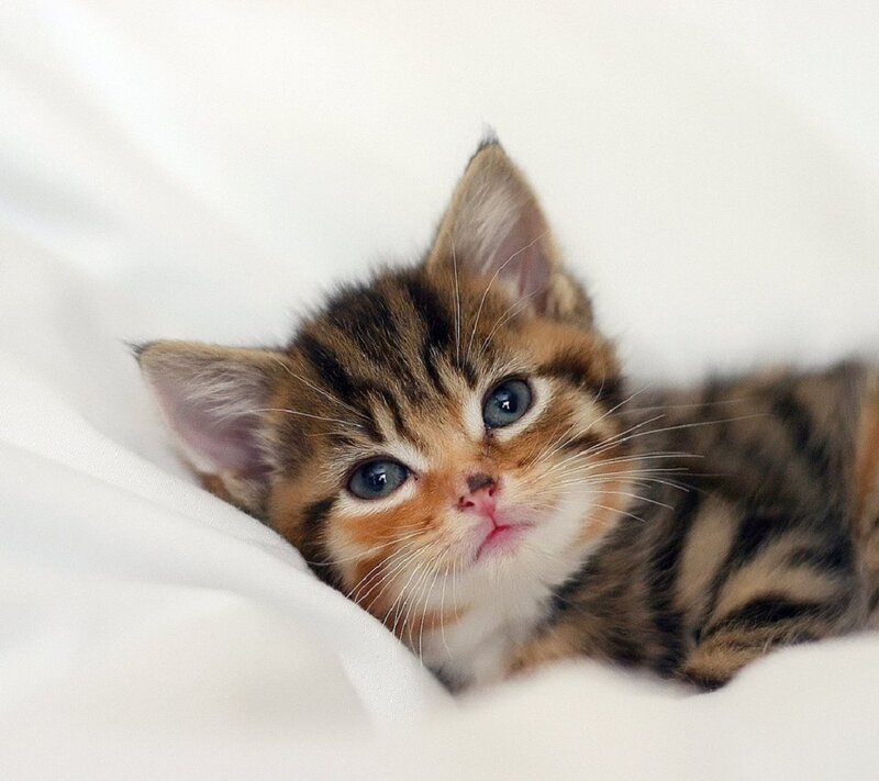 Tabby Kitten Lying — White