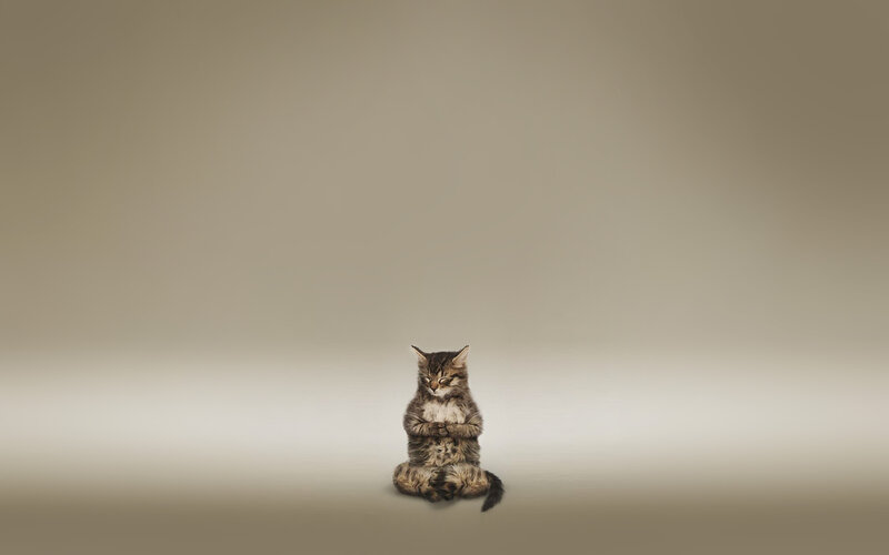 Tabby Kitten Meditating