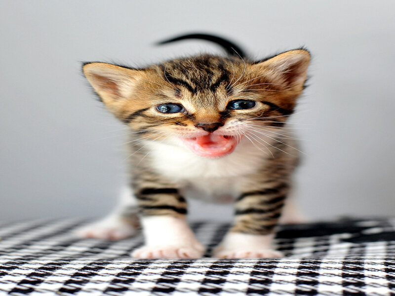 Tabby Kitten Meowing