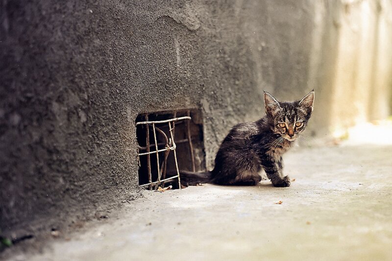 Tabby Kitten Near Hole